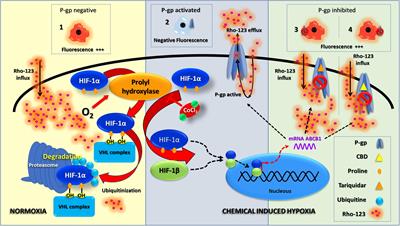 Cannabidiol (CBD) Inhibited Rhodamine-123 Efflux in Cultured Vascular Endothelial Cells and Astrocytes Under Hypoxic Conditions